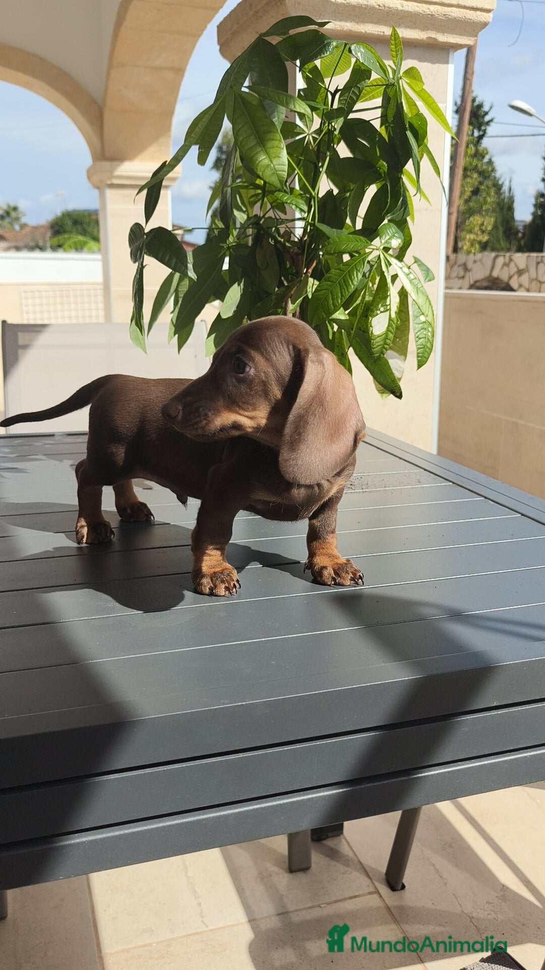Teckel Miniatura perros en venta: Teckel mini chocolate ♂️🍫 - Imagen 6