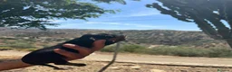 Teckel Miniatura perros en venta: Teckel kaninchen  - Anuncio 4