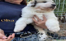 Perro de Montaña de los Pirineos perros en venta: PRECIOSOS CACHORROS DE LOS PIRINEOS - Imagen 13