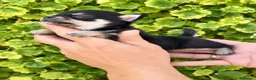 Chihuahua perros en venta: CHIHUAHUA MINI  - Anuncio 4