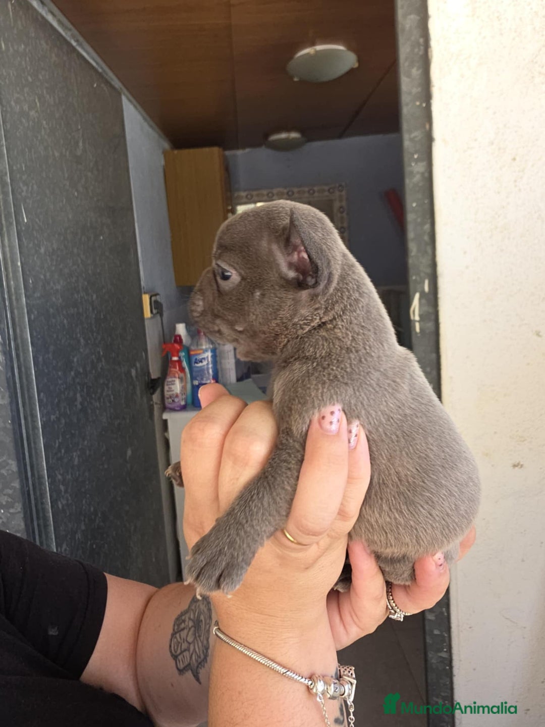 Bulldog Francés perros en venta: Bulldog francés  - Imagen 6