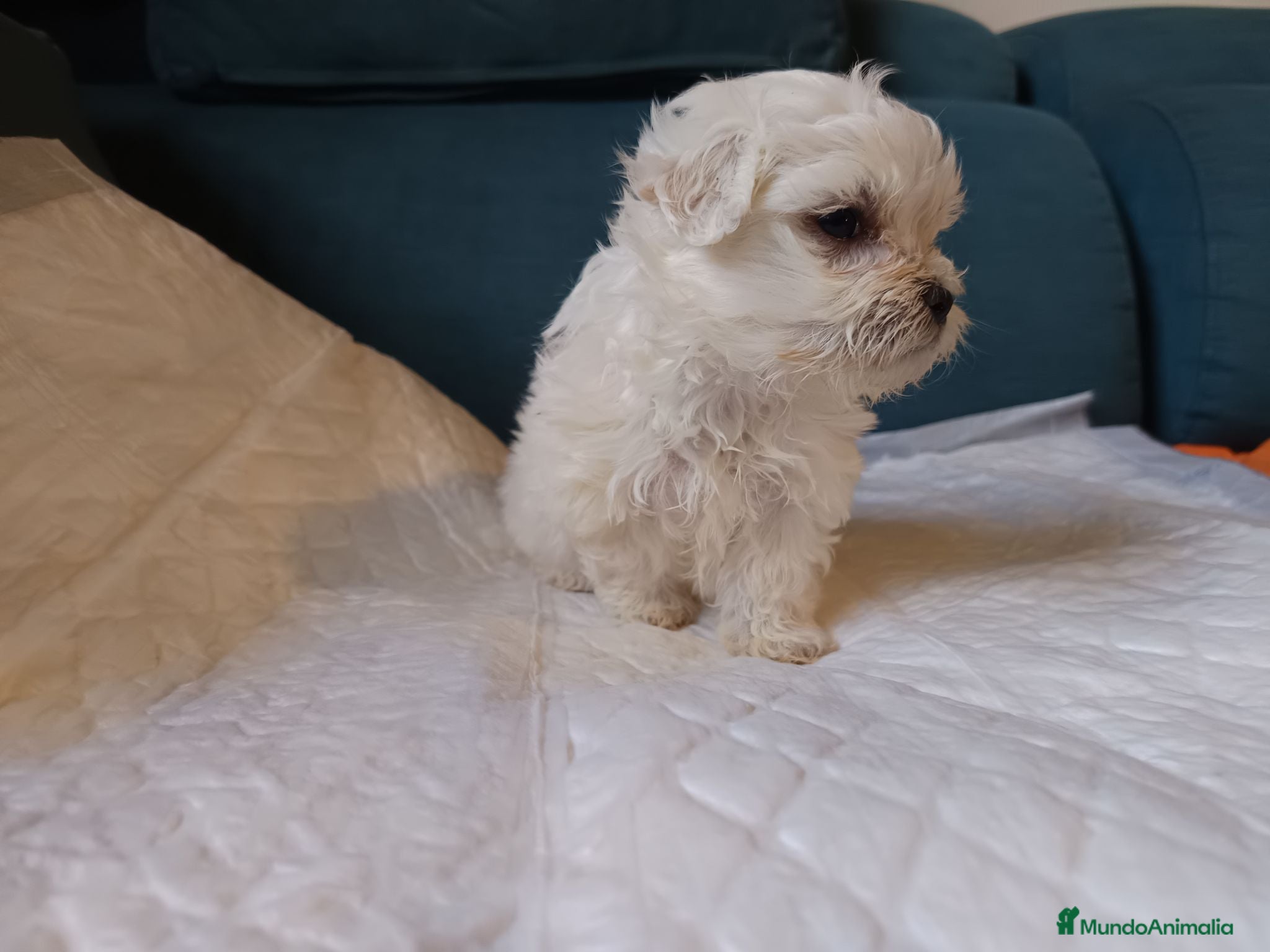 Bichón Maltés perros Maltés Toy - Anuncio 2