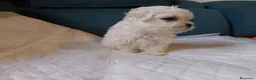 Bichón Maltés perros en venta: Maltés Toy - Anuncio 9