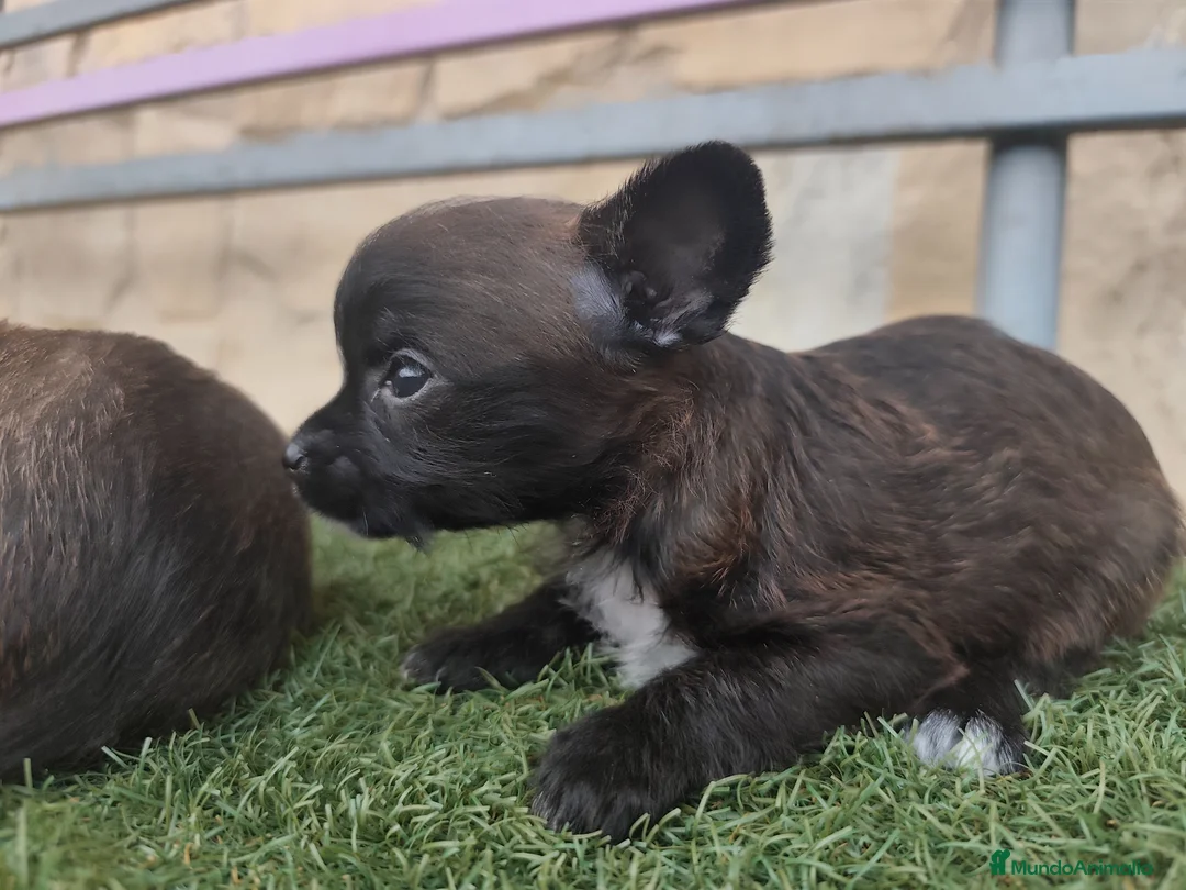 Raza Mixta perros en venta: Chorkie hembritas - Anuncio 1
