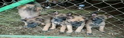 Pastor Belga Malinois perros en venta: Pastor Belga Malinois - Anuncio 13