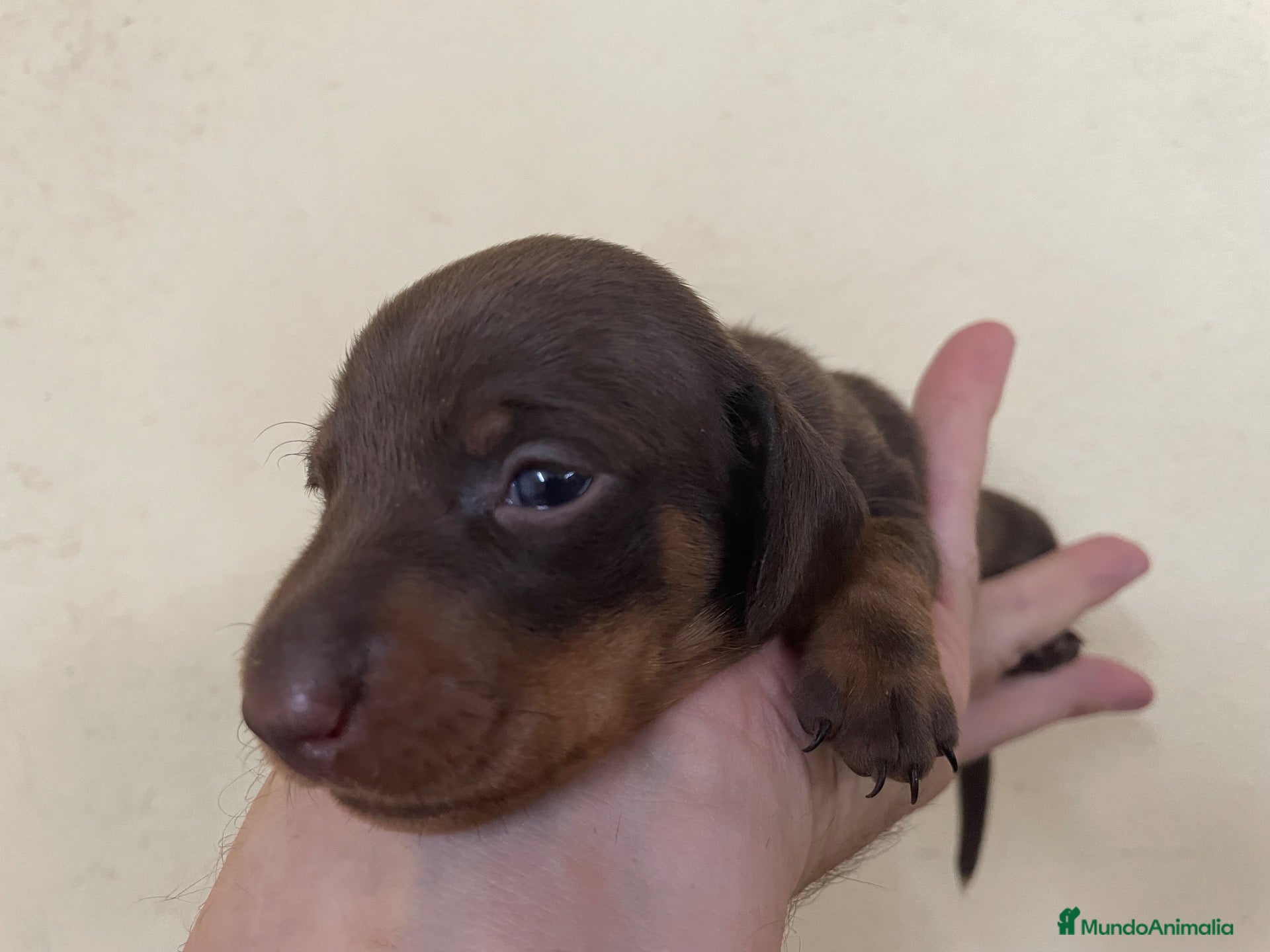 Teckel Miniatura perros Teckel kaninchen   - Anuncio 1