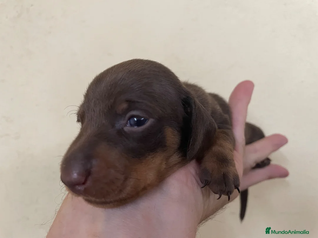 Teckel Miniatura perros en venta: Teckel kaninchen   - Anuncio 1