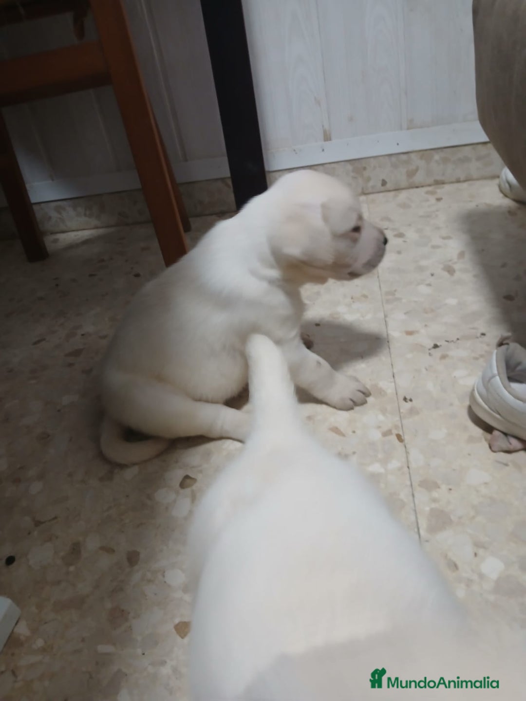Labrador Retriever perros en venta: Labrador retriever dorado y chocolate  - Anuncio 4