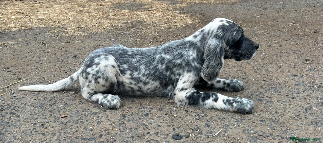 Setter Inglés perros en venta: Setter inglés  - Imagen 2