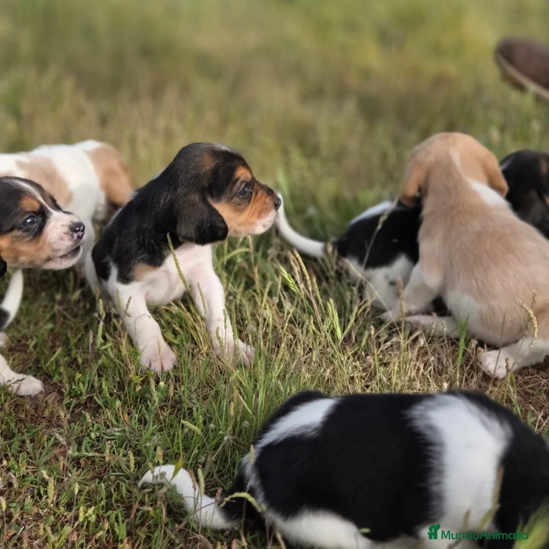Beagle perros en venta: Beagle  - Anuncio 11