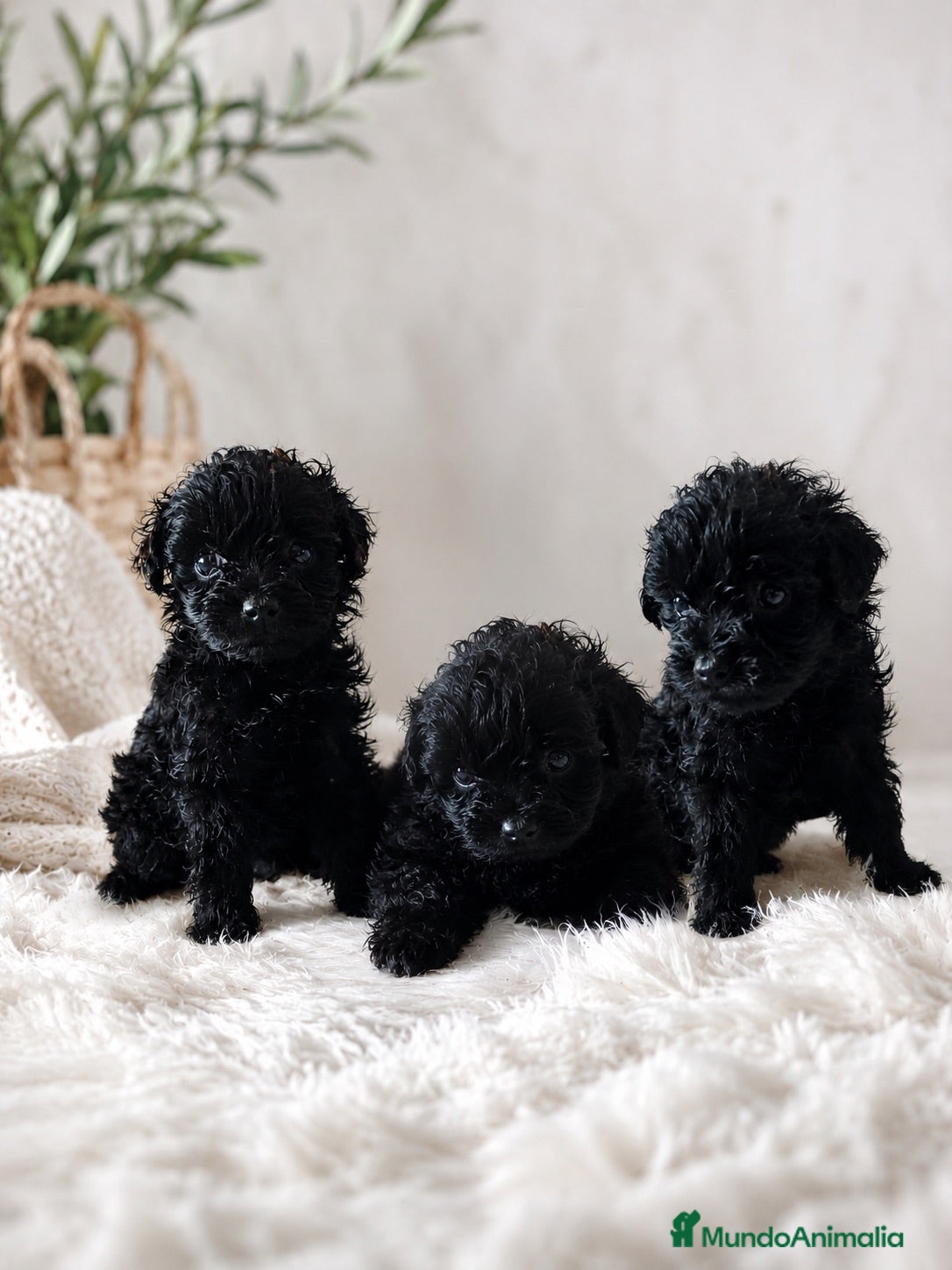 Caniche Toy perros Preciosos Caniches 🐶🐾🔥 - Anuncio 2