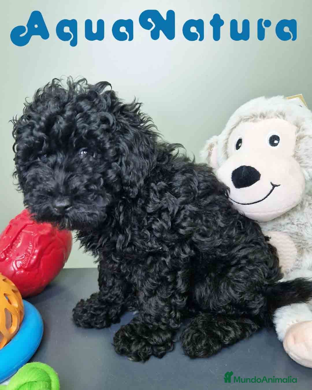 Caniche Enano perros en venta: Caniche Hembra CJMM 4801 AQUANATURA - Imagen 7