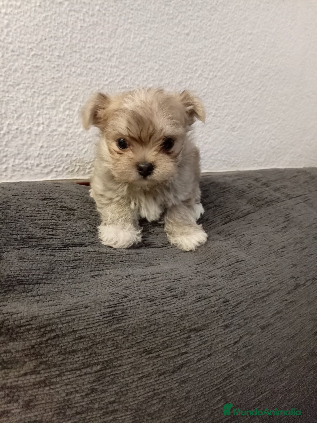 Maltipoo perros en venta: Maltipoo - Anuncio 1