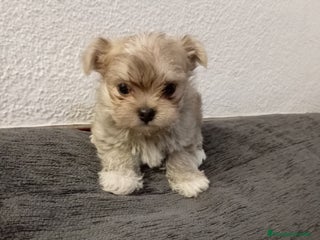 Maltipoo perros Maltipoo - Anuncio 1