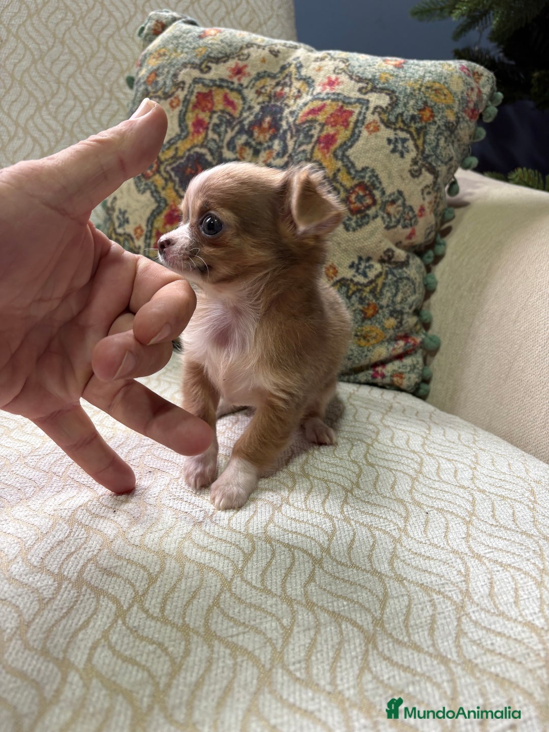 Chihuahua perros en venta: Chihuahua Toy hembra chocolate pelo largo  - Anuncio 3