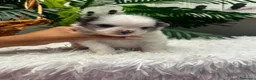 Pomerania perros en venta: POMERANIA - Anuncio 4