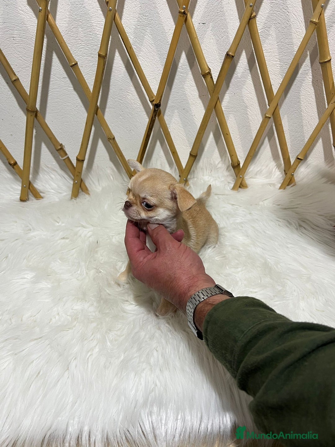 Chihuahua perros en venta: CHIHUAHUA MINI TOY  - Anuncio 2