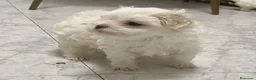 Bichón Maltés perros en venta: Bichon maltés toy  - Anuncio 4
