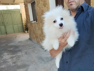 Raza Mixta perros - Anuncio 1