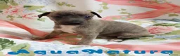 Pequeño Lebrel Italiano perros en venta: Lebrel Italiano Hembra 1833 AQUANATURA - Anuncio 7
