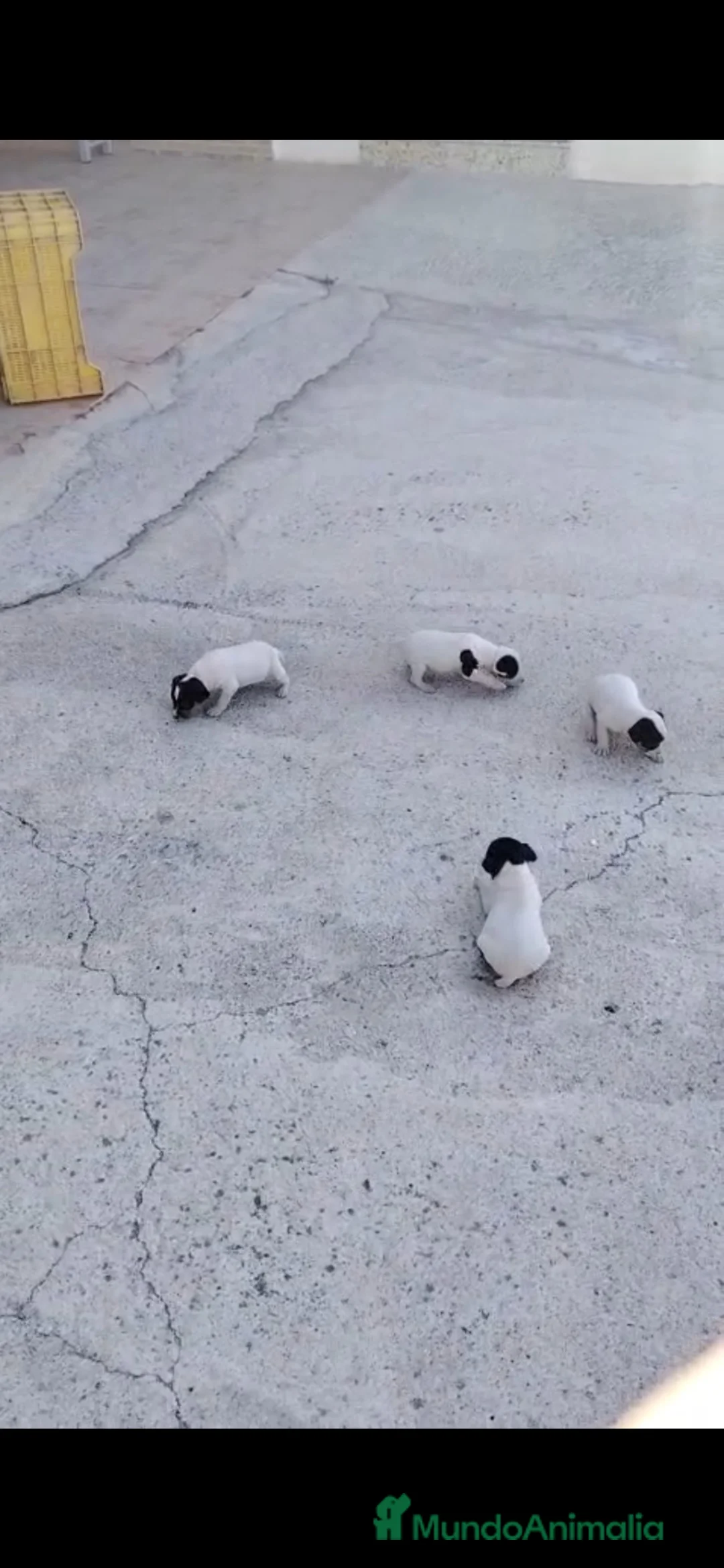 Ratonero Bodeguero Andaluz perros en venta: IMPRESIONANTES BODEGUEROS GRAN CALIDAD en Alicante - Anuncio 1