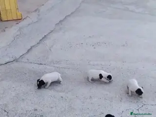 Ratonero Bodeguero Andaluz perros IMPRESIONANTES BODEGUEROS GRAN CALIDAD - Anuncio 5