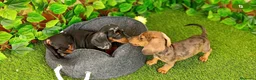Teckel perros en venta: Camada Teckel  - Anuncio 4