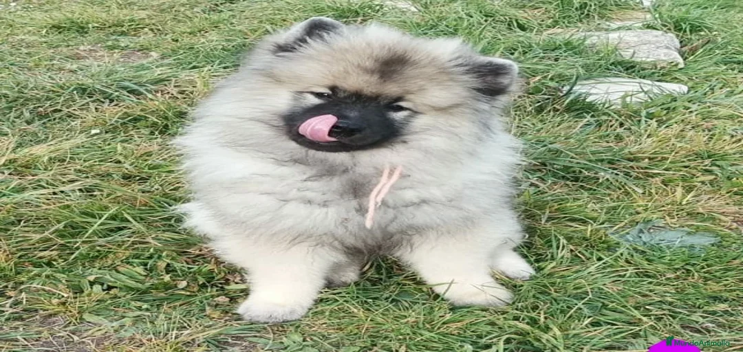 Imagen de galería {{count}}