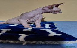 Sphynx gatos en venta: Machito sphynx  - Imagen 4