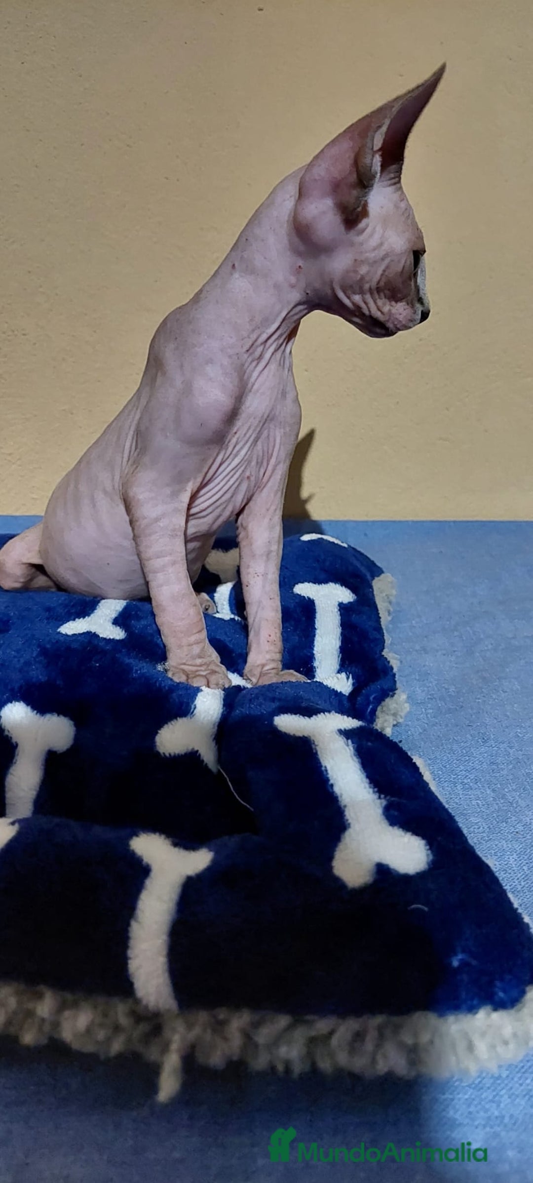 Sphynx gatos en venta: Machito sphynx  - Imagen 4
