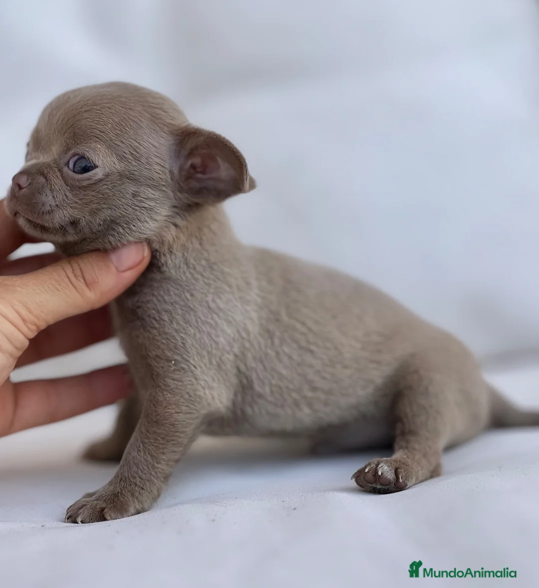 Chihuahua perros en venta: PEQUEÑO MACHITO LILAC DE PELO CORTO - Anuncio 2
