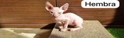 Sphynx gatos en venta: Encantadores Don Sphynx en Madrid - Anuncio 3