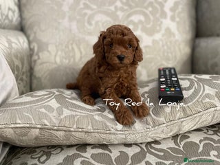 Caniche Toy perros caniche toy rojo - Anuncio 1