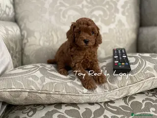 Caniche Toy perros en venta: caniche toy rojo - Anuncio 4