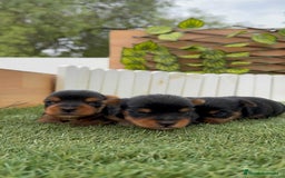 Yorkshire Terrier perros en venta: YORKSHIRE TERRIER MACHOS - Imagen 15