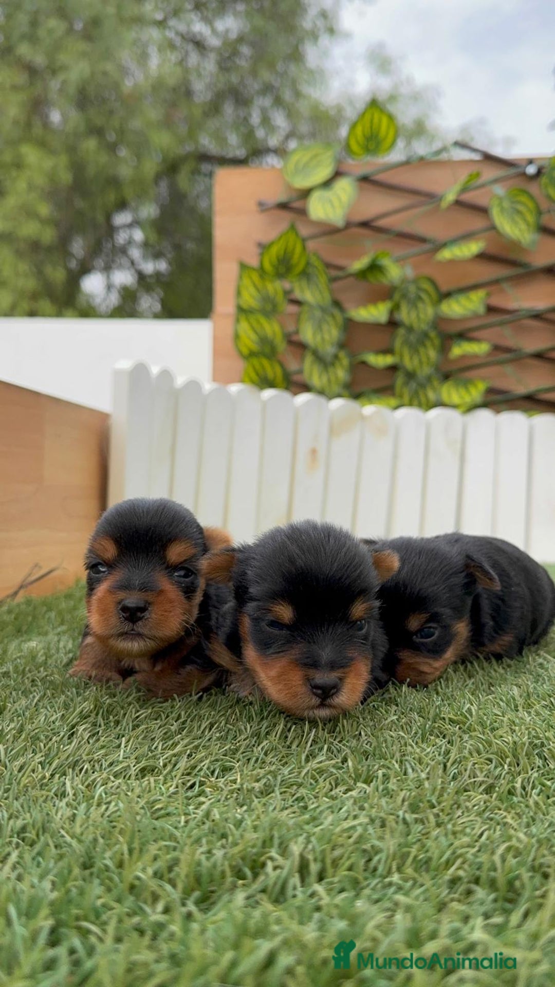 Yorkshire Terrier perros en venta: YORKSHIRE TERRIER MACHOS - Imagen 15