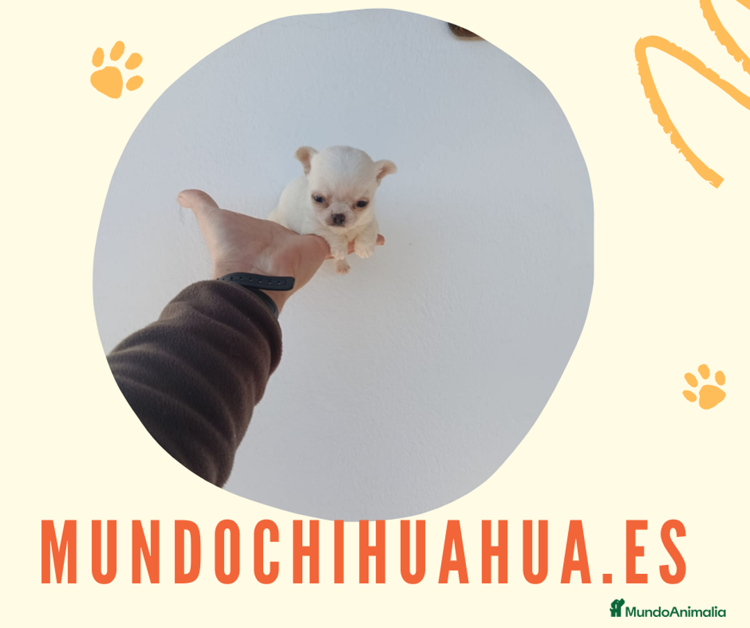 Chihuahua perros en venta: IMPRESIONANTE  CHIHUAHUA   LINEA  TOY  - Anuncio 7