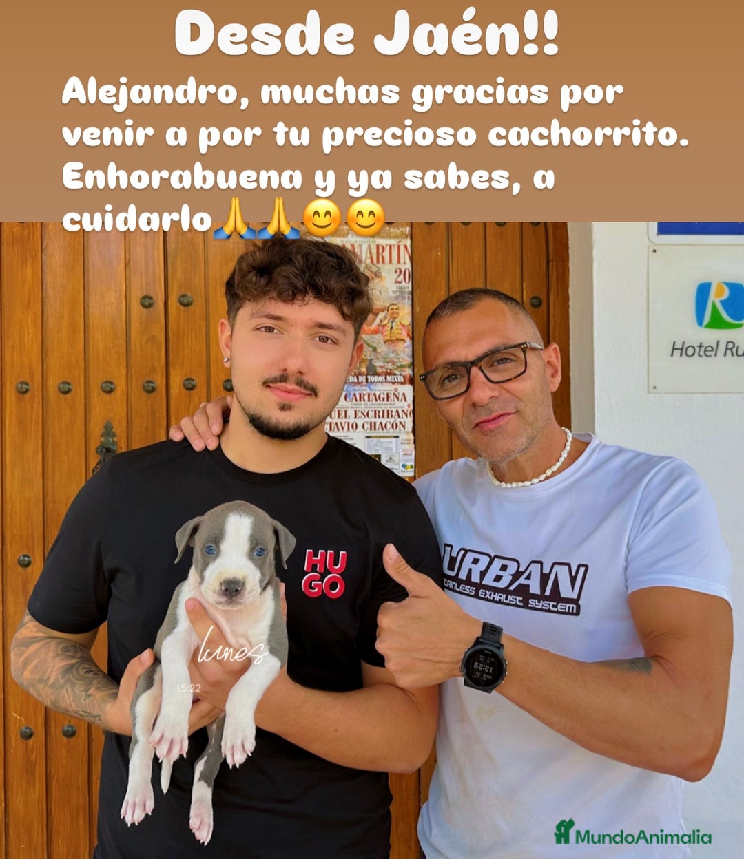 American Staffordshire-Terrier perros en venta: American Stanford, mis pequeños - Imagen 11