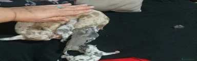 Chihuahua Cachorro 3