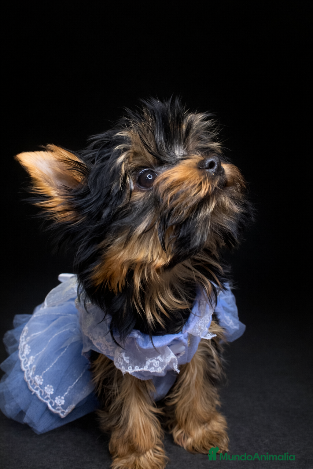 Yorkshire Terrier perros Niña de Yorkshire🐾 - Anuncio 15