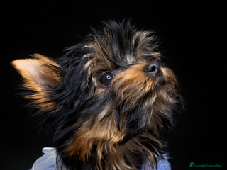 Yorkshire Terrier perros Niña de Yorkshire🐾 - Anuncio 24