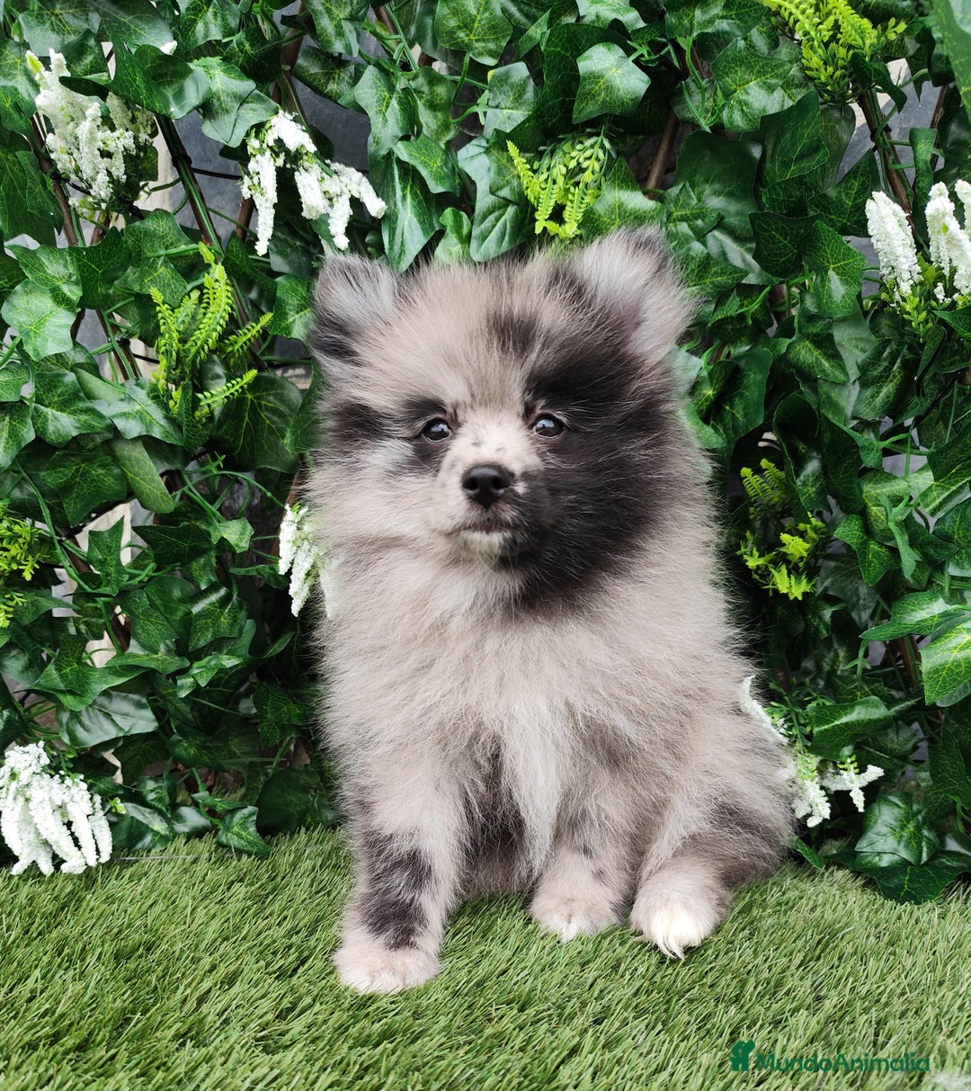 Pomsky perros en venta: Pomsky  - Anuncio 2
