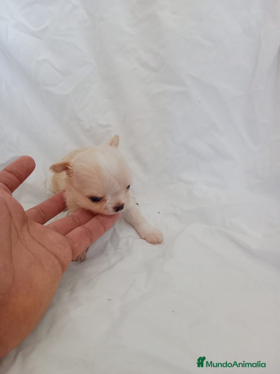 Chihuahua perros en venta: IMPRESIONANTE  CHIHUAHUA   LINEA  TOY  - Anuncio 11