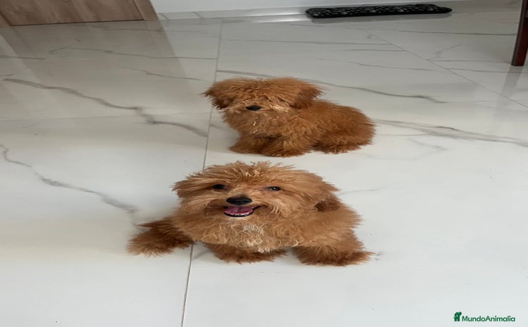 Caniche Toy perros - Anuncio 2