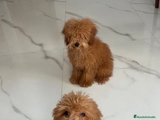 Caniche Toy perros - Anuncio 2
