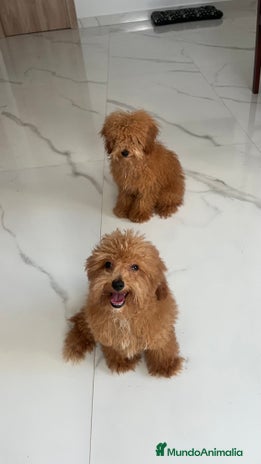 Caniche Toy perros - Anuncio 2
