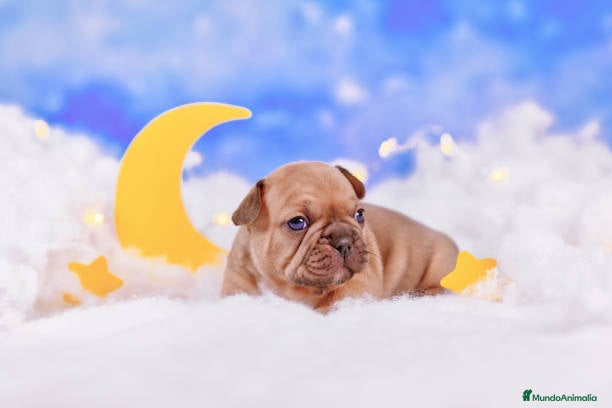 Bulldog Francés perros BULLDOG FRANCES PUPPY.  - Anuncio 2