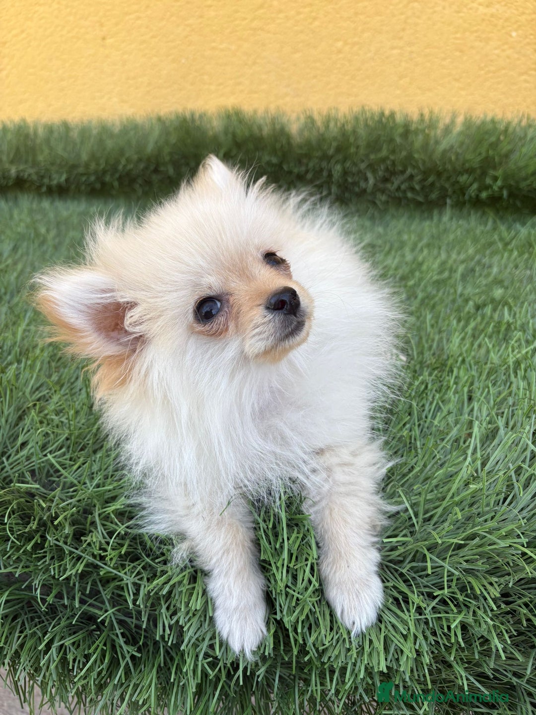 Pomerania perros en venta: Lulu de Pomerania micro toy macho - Imagen 7