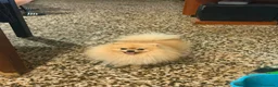 Pomerania perros en venta: Pomerania toy - Anuncio 3
