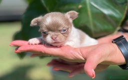 Chihuahua perros en venta: CHIHUAHUA LÍNEA RUSA CABEZA DE MANZANA  - Imagen 3